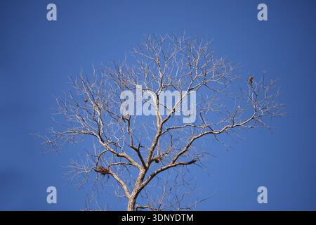 Dead Oak tree branches against a clear blue sky! Stock Photo