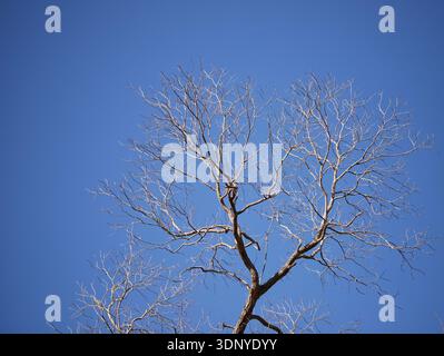 Dead Oak tree branches against a clear blue sky! Stock Photo