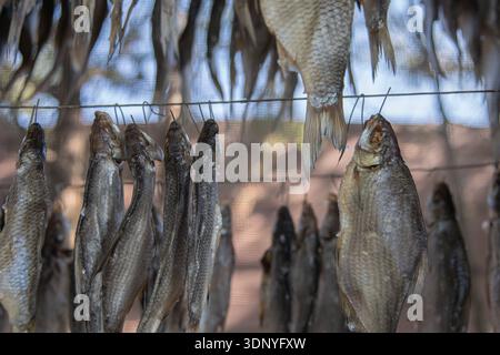 Fresh fish hanging on wire for traditional natural drying process Stock Photo