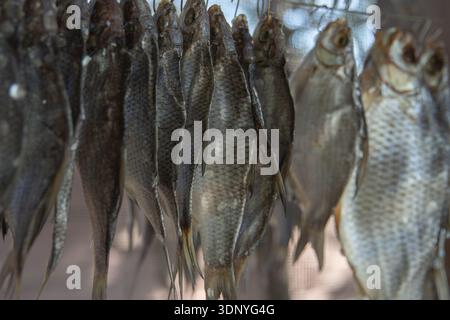 Fresh fish hanging on wire for traditional natural drying process Stock Photo