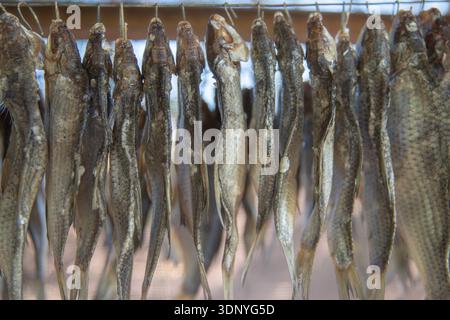 Fresh fish hanging on wire for traditional natural drying process Stock Photo