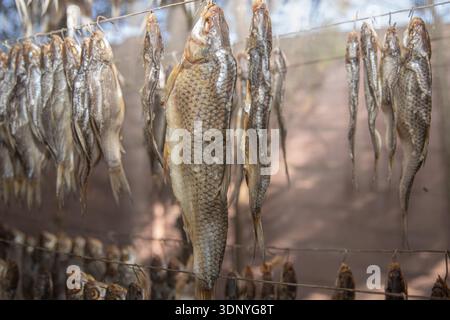 Fresh fish hanging on wire for traditional natural drying process Stock Photo
