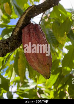 Cocoa pod growing on cacao tree trunk in St Lucia, Caribbean Stock Photo