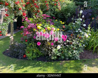 Dahlia bed in full flower with colourful blooms in an English garden during summer in England Stock Photo