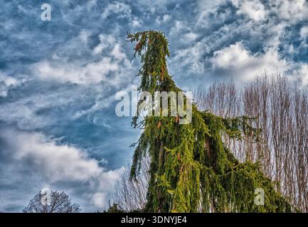 A snowy winter day in a park Stock Photo