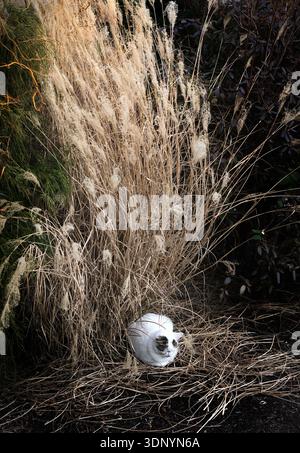 A white cat sleeping in a garden next to tall, dry, ornamental grass. Stock Photo