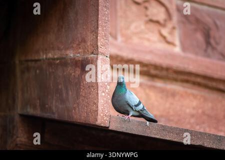 Rock pigeon perched on a red sandstone ledge near carved wall, soft background blur Stock Photo