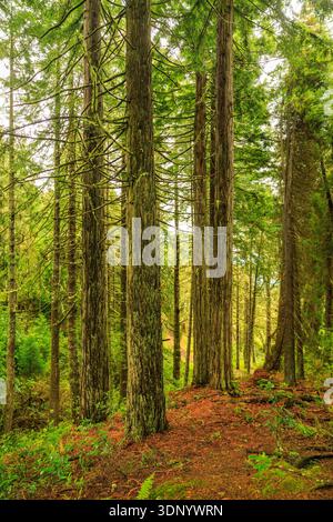 Madeira, Portugal - December 4, 2025: Tall pine trees standing in a lush green forest with a carpet of dry orange needles on the ground. Stock Photo