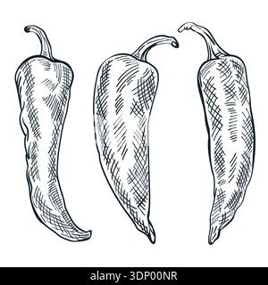Bell pepper or chili set isolated on white background. Sketch vector illustration. Fresh salad vegetables. Hand drawn agriculture and farm design Stock Vector