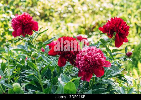 Paeonia, peony Red Charm blooms in the garden in summer Stock Photo