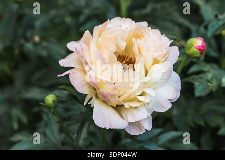 Herbaceous Peonies Pink Hawaiian Coral in flower  Stock Photo