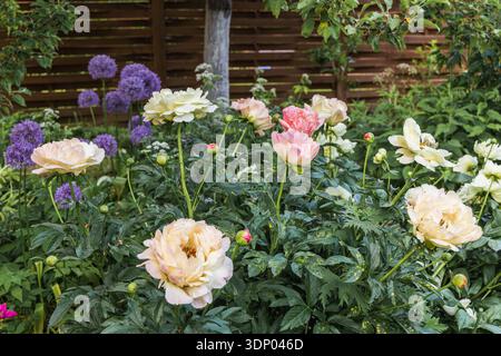 Herbaceous Peonies Pink Hawaiian Coral in flower  Stock Photo