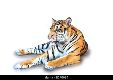 Tiger sitting isolated on white background Stock Photo