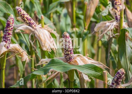 fantasy Corn on tree Stock Photo