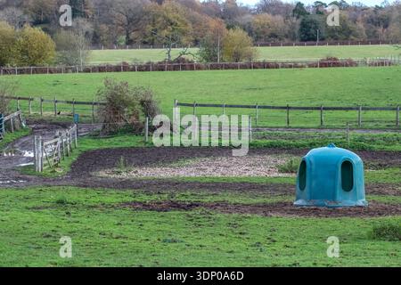 A blue feeder sits in a muddy paddock, surrounded by a fenced field and trees under an overcast sky. Stock Photo