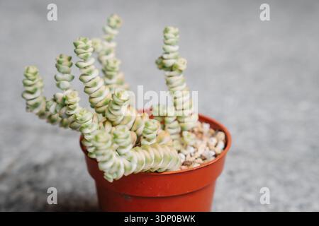 Etiolated succulent hi-res stock photography and images - Alamy