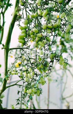 Closeup of unripe green grape tomato cluster hanging on vine in greenhouse. Organic gardening and sustainable farming concept with fresh produce growi Stock Photo