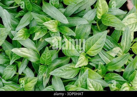 Full frame closeup of sweet bell pepper seedlings leaves growing densely in a nursery tray. Fresh green foliage texture background for gardening, farm Stock Photo