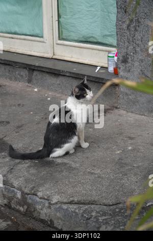 Black and white tuxedo cat. Feline, pet, stray. Sitting outdoors on worn grey pavement near a building ledge in Catania, Sicily, Italy. Stock Photo