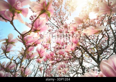 Springtime scenery with sunlit magnolia blossoms on a tree over clear blue sky Stock Photo