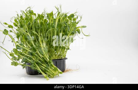 Fresh pea microgreens in black plastic tray isolated on white background Stock Photo
