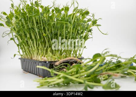Fresh pea microgreens in plastic tray with harvested sprouts isolated on white background Stock Photo