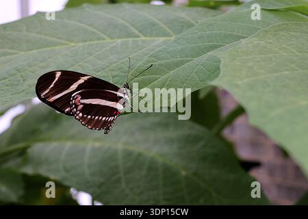 A close-up, high-angle profile shot of a Zebra Longwing butterfly, also known as the Zebra Heliconian perched on a green, textured leaf. Stock Photo