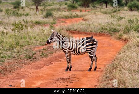 Zebra standing on a red dirt road in African savannah Stock Photo