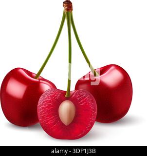 Isolated red cherries on one stem on white background. Three sweet cherry fruits on one stem, one cut in half with a pit Stock Vector
