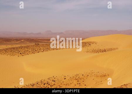 Golden sand dunes ripple across the Sahara desert captured in wide panoramic view, highlighting vastness, texture, and arid beauty. Stock Photo