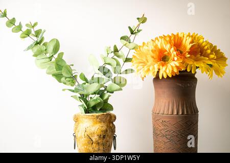 Minimal still life with eucalyptus branches in rustic vase and orange gerbera daisies in tall terracotta vase on white background. Stock Photo
