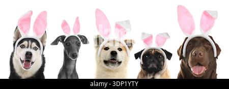 Cute dogs with Easter bunny headbands on white background Stock Photo