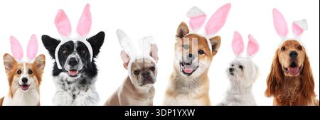 Cute Easter bunny. Dogs with rabbit ears headbands on white background, collage Stock Photo