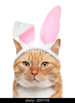 Cute cat with Easter bunny ears headband isolated on white Stock Photo