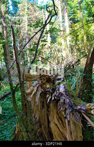 A damaged tree trunk in an Irish forest, showing a close-up view of the rough texture. Stock Photo