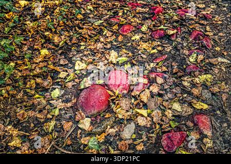 Autumn Leaves Colorful Pebbles Forest Floor Natural Texture Pink Red Brown Ground Nature Abstract! This textural photograph captures colorful stones a Stock Photo