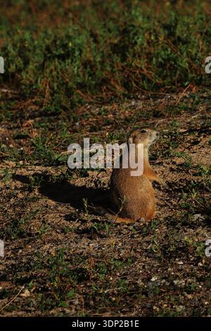 A prairie dog sits upright near its burrow entrance in a field near Denver, Colorado, USA, with warm fur tones and a sharp side profile, in grassland. Stock Photo