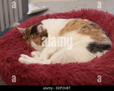 Calico cat sleeping on a soft red pet bed near a home radiator. Cozy indoor scene about warmth, heating, comfort and energy use. For home lifestyle, p Stock Photo