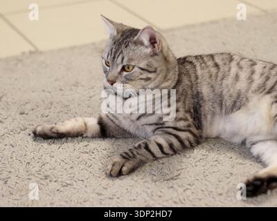 Striped domestic cat lying on carpet floor inside apartment. Calm indoor pet scene showing animal rest, home comfort, quiet lifestyle and relaxed beha Stock Photo