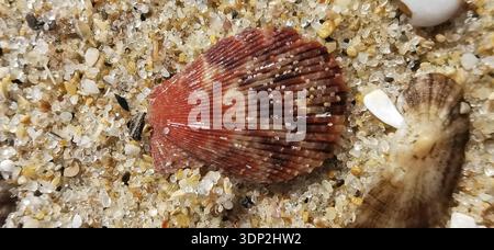 Red mussel shell (bivalvia) lying on sandy ground on the beach, detailed texture visible, Algarve, Portugal Stock Photo