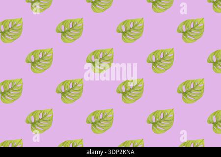 Monstera adansonii tropical plant leaf on pink background, seamless pattern Stock Photo