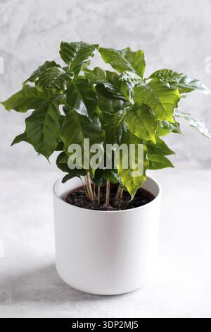 Coffee arabica plant in a white ceramic pot on the grey stone background Stock Photo