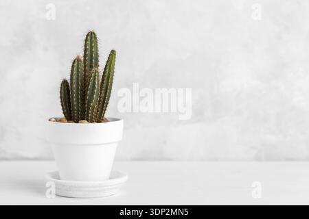 Small decorative cactus in a white ceramic pot over grey stone background copy space Stock Photo