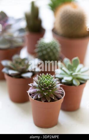 Different types of small succulents and cactus in brown pots gardening concept vertical Stock Photo