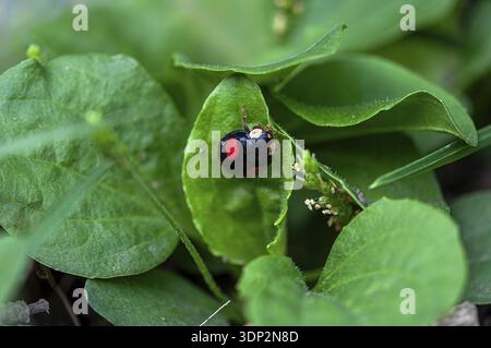 Asian lady beetle (Harmonia axyridis), sitting on a leaf in the garden, North Rhine-Westphalia, Germany Stock Photo