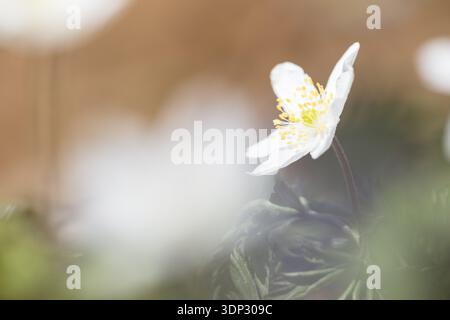 White flower with soft colors and soft focus creates a calm atmosphere, Langenrain, Allensbch, Baden-Wuerttemberg, Germany Stock Photo