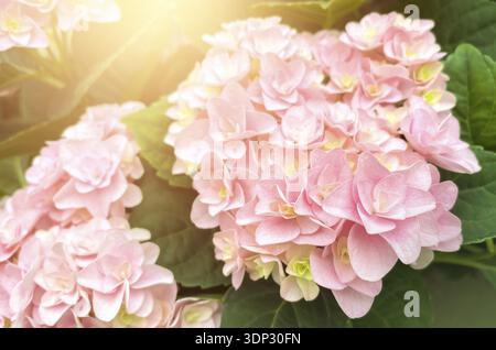 Bush of blooming pink Hydrangea or Hortensia flowers in the summer. Natural background, selective focus Stock Photo