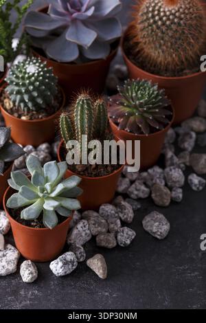 Different types of small echeveria succulents and cactus in brown pots gardening concept vertical natural light Stock Photo