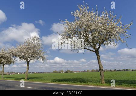 Flowering cherry trees (Prunus) at the edge of a field, Kempen, North Rhine-Westphalia, Germany Stock Photo