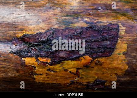 Wet textured wood grain with a piece of dark purple bark remaining on a damp fallen log Stock Photo
